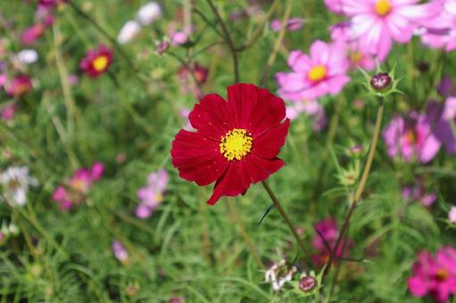 花畑の濃いピンクのコスモスの花のアップ 花畑,濃いピンク,コスモスの写真素材
