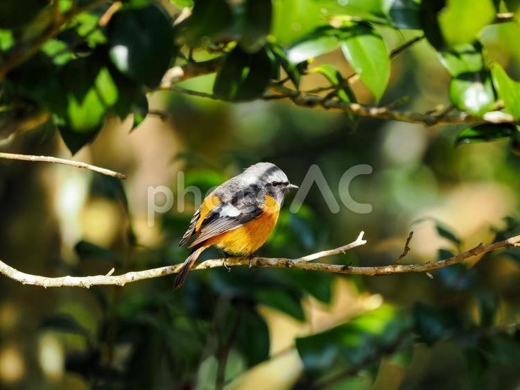 ジョウビタキのいる風景 ジョウビタキ,野鳥,鳥の写真素材