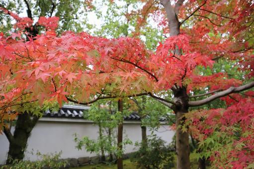 日本庭園 秋 日本庭園 秋の写真