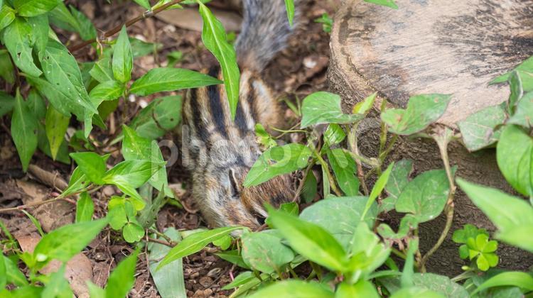 隠れるシマリス シマリス,リス,小動物の写真素材