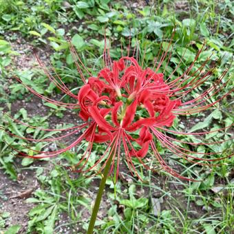花★彼岸花・曼殊沙華（赤） 彼岸花,曼殊沙華,赤の写真素材