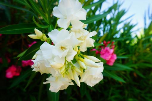 Oleander white flower, JPG