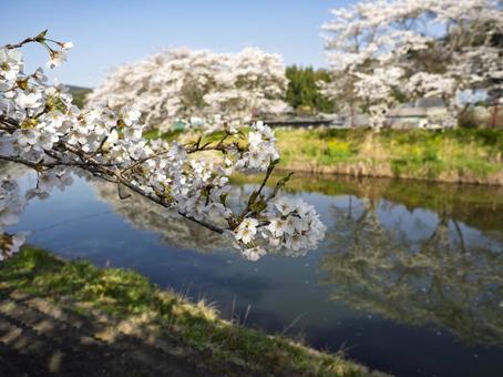 春爛漫の川 春爛漫,満開,桜並木の写真素材