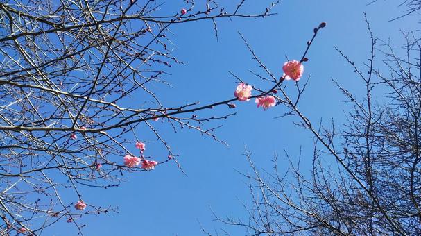 桃の花 桃の花の写真