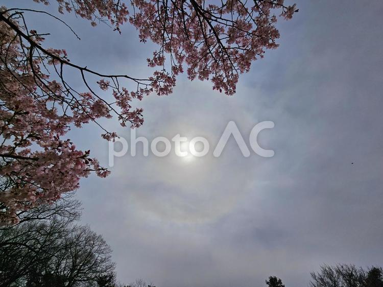 桜とハロ現象 さくら,春,ハロ現象の写真素材