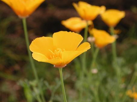 ハナビシソウ　マクロ ハナビシソウ,鮮やかな,オレンジ色の写真素材