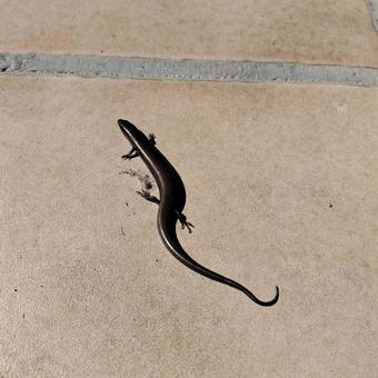 ヘビみたいなトカゲ ヘビみたいなトカゲの写真