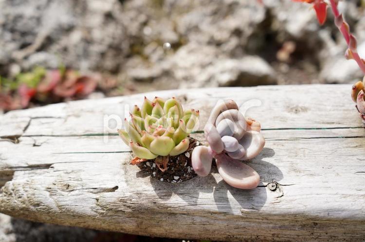 木材の上の多肉植物 多肉植物,植物,グリーンの写真素材