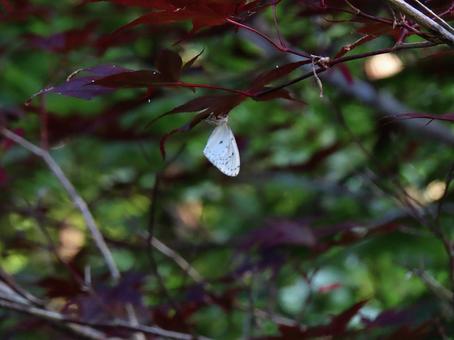 木の葉にぶら下がるホシシャク 木の葉にぶら下がるホシシャク ホシシャク,蛾,白い蛾の写真素材
