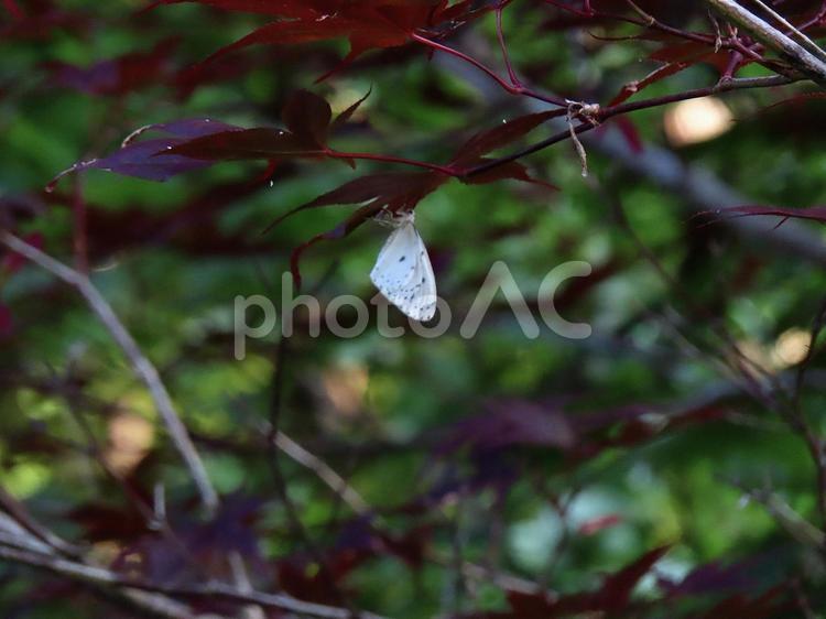 木の葉にぶら下がるホシシャク ホシシャク,蛾,白い蛾の写真素材