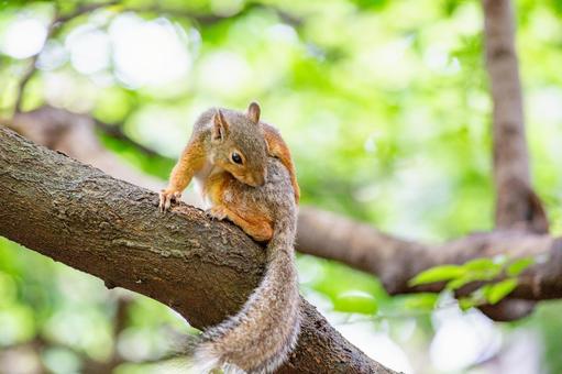 ニホンリス 井の頭動物園 ニホンリス 井の頭動物園 ニホンリス,リス,動物の写真素材