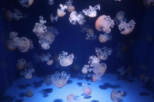 Photo, jellyfish, aquarium, sea, 