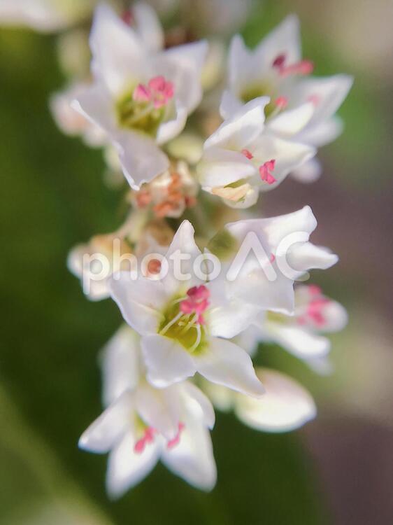 蕎麦畑・そばの花の接写　たて そば畑,そば,ソバの写真素材