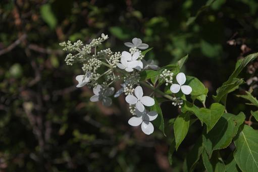 雨上がりの花ウツギ 雨上がりの花ウツギ 植物,花,ウツギの写真素材