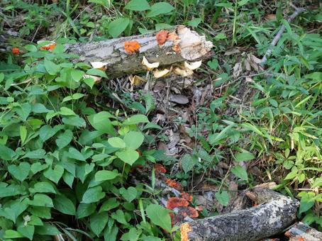 Mushrooms, JPG Mushrooms, JPG