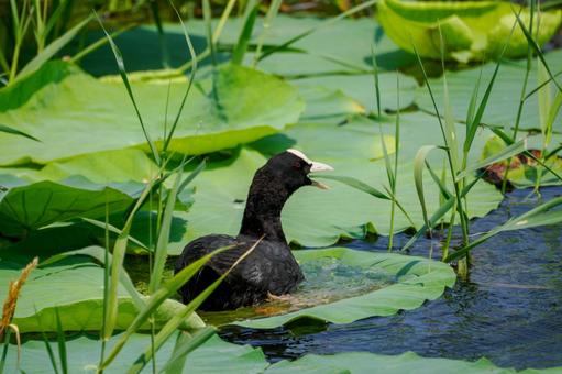 Coot⑶, JPG Coot⑶, JPG