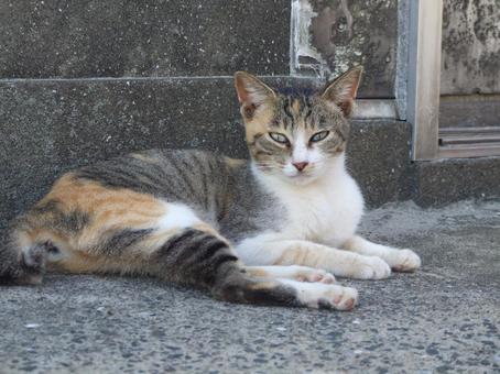 見つめる野良猫 見つめる野良猫の写真