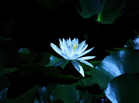 水蓮 水蓮の写真