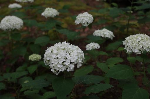 群生する白いアナベル アジサイ,紫陽花,白い花の写真素材