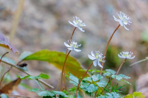 森の地面から咲くバイカオウレン 森の地面から咲くバイカオウレン バイカオウレン,花,植物の写真素材
