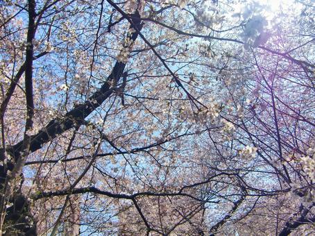 桜の季節-9 桜,木,幹の写真素材
