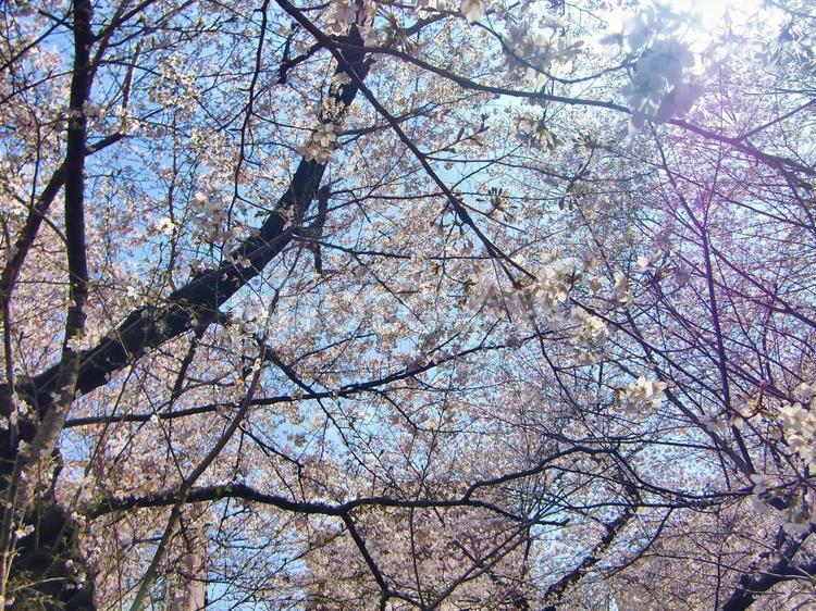桜の季節-9 桜,木,幹の写真素材