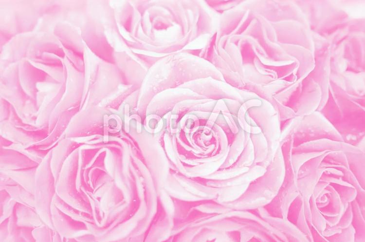 全面ピンク色の薔薇フレーム無料フリー画像 薔薇,バラ,ローズの写真素材