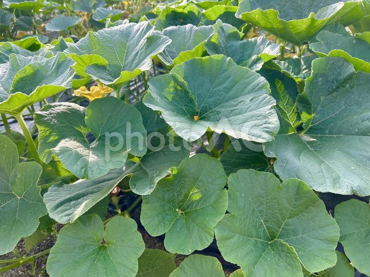 夏に元気な葉っぱがたくさんかぼちゃ畑（横 かぼちゃ,煮物,野菜の写真素材
