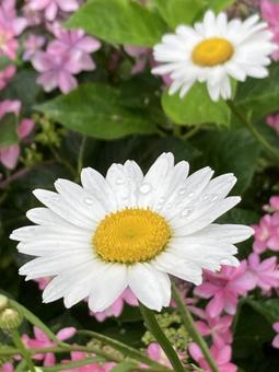雨上がりに咲くマーガレットの花 雨上がりに咲くマーガレットの花 マーガレット,白い,花の写真素材