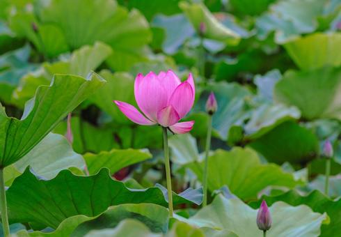 ハス池 ハスの花4ー15 ハス池 ハスの花4ー15の写真
