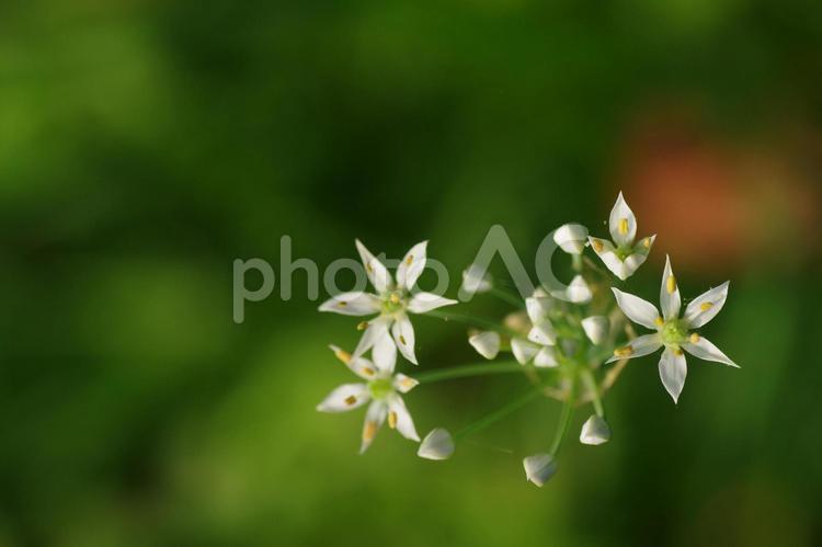 咲き始めたニラの花のイメージ ニラ,花,植物の写真素材
