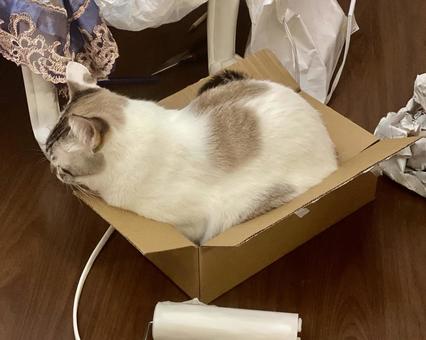 箱に入るシャムミックス猫様 箱に入るシャムミックス猫様 猫,箱入り,シャムトラの写真素材