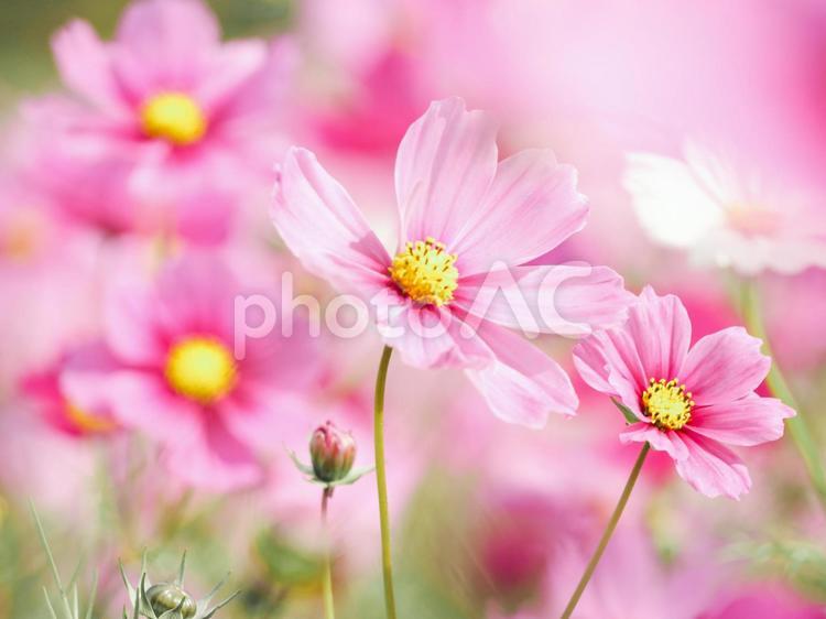 秋　満開のコスモスの壁紙素材 コスモス,秋,10月の写真素材