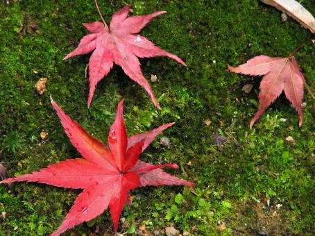 イロハモミジ 2007 01 紅葉,モミジ,秋の写真素材