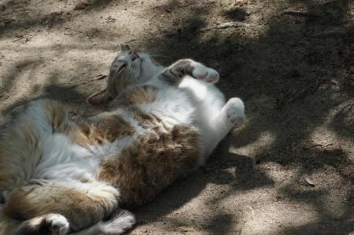 ねこ 箱座り,飼い猫,家猫の写真素材