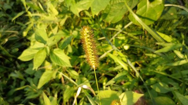 エノコログサの一種キンエノコロ エノコログサの一種キンエノコロ 猫じゃらし,秋,雑草の写真素材