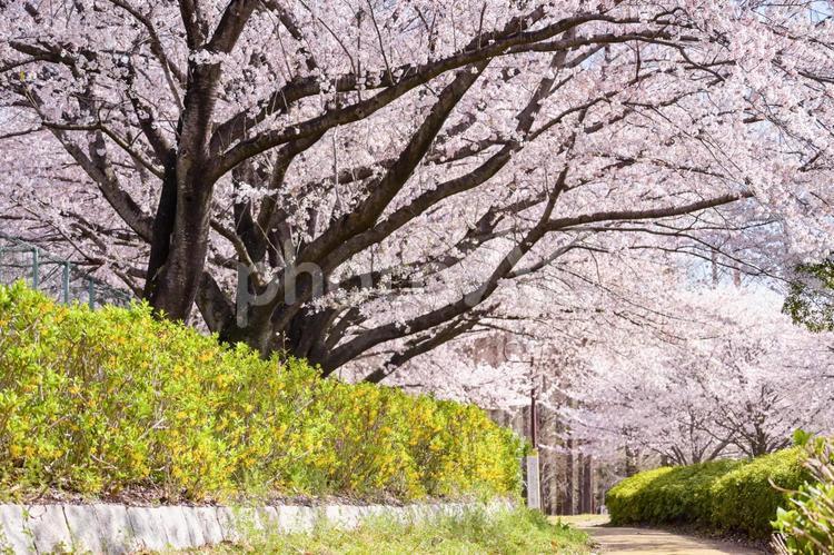 桜並木と小路 桜,並木,小路の写真素材
