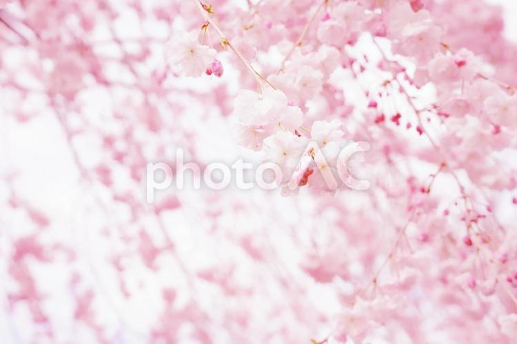 可愛いふわふわした枝垂れ桜２ 枝垂れ桜,桜,春の写真素材