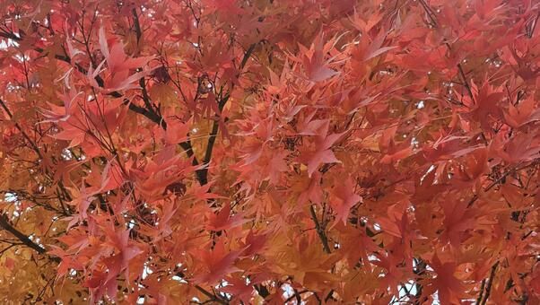 秋　もみじ　 秋,もみじ,赤の写真素材