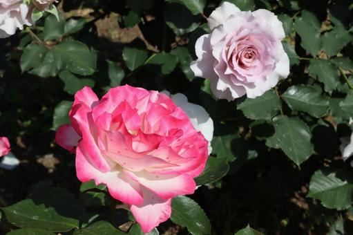 バラ園に咲く綺麗な薔薇を撮りました 花,薔薇,自然の写真素材