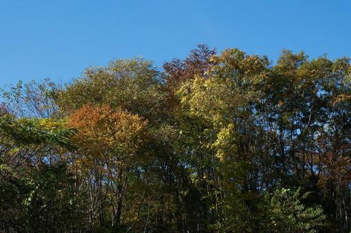 紅葉 紅葉,植物,秋の写真素材