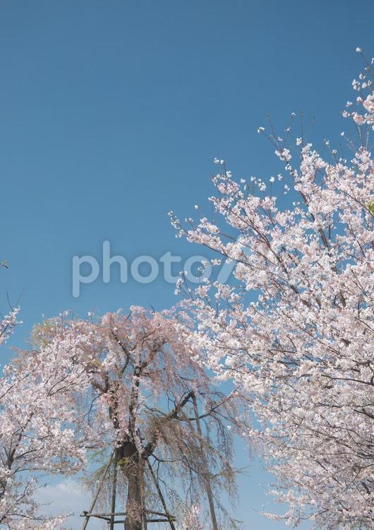 青空のしだれ桜とソメイヨシノ 青空,ピンク,白の写真素材