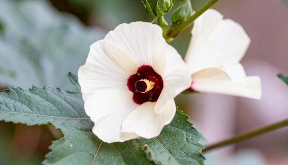 オクラの花 オクラの花の写真