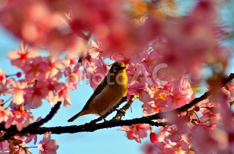 メジロの戯れ１ 花,植物,自然の写真素材