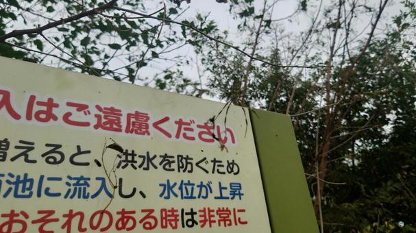 ジョウログモ ジョウログモの写真