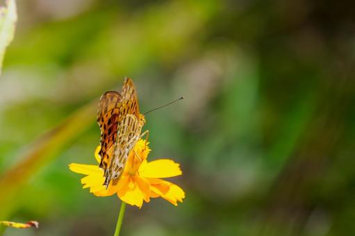 ツマグロヒョウモン(63) ツマグロヒョウモン(63) 蝶,ツマグロヒョウモン,タテハチョウ科の写真素材