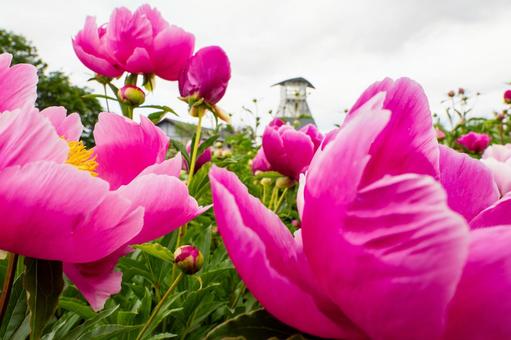 シャクヤク(24) 春,花,シャクヤクの写真素材
