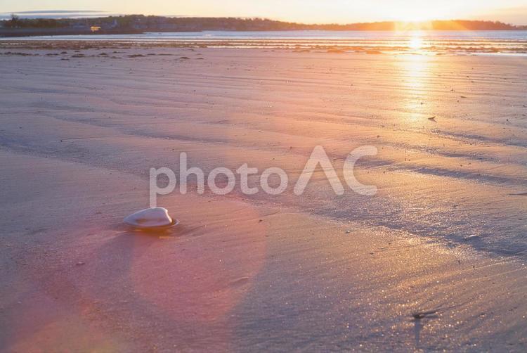 ビーチの貝殻と朝日 海外,アメリカ,ボストンの写真素材