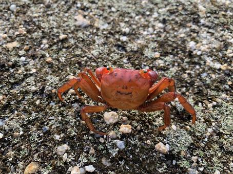カニの背中にカエルの笑顔(2) カニの背中にカエルの笑顔(2) カニ,動物,水辺の生き物の写真素材