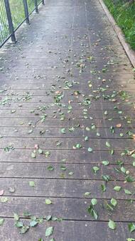 葉っぱ　 葉っぱ,地面,公園の写真素材